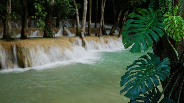 Fototapeta Tropical foliage monstera philodendron plant (Monstera deliciosa) climbing on jungle tree trunk with rainforest waterfall blurred nature background.