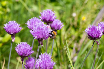 Bumblebee gathers nectar on flowering chives