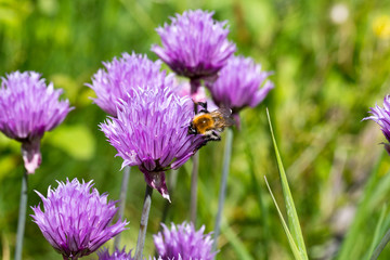 Bumblebee gathers nectar on flowering chives