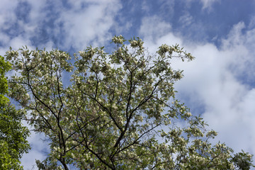 Branches of flowering acacia