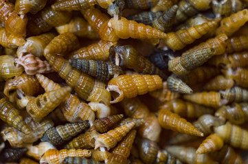 small shells texture photo