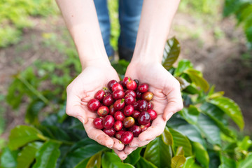 Woman holding fresh red coffee beans in her hands