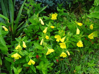 Yellow flowers