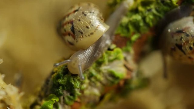 A snail kid eats a lichen on a branch
