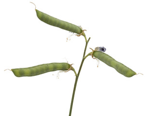 Seeds and pods of the sweet pea, isolated on white background