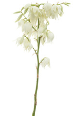 Flower of yucca, isolated on white background