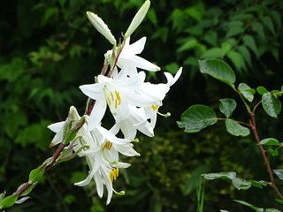White flower
