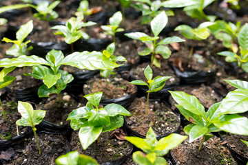 Young coffee plants growing