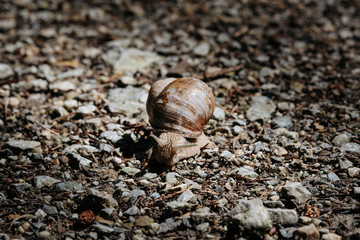 Weinbergschnecke auf Schotter am Waldweg