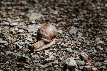 Weinbergschnecke auf Schotter am Waldweg