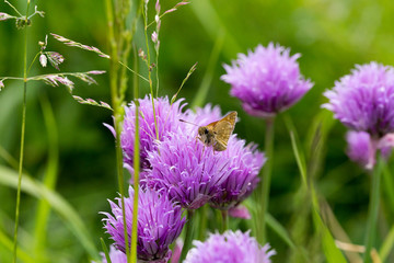 Brown butterfly on a flowering onion