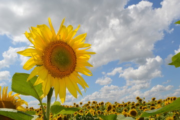 sunflower