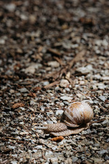 Weinbergschnecke auf Schotter am Waldweg