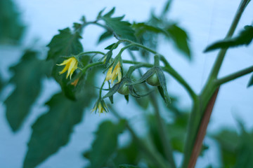 tomatos in greenhouse