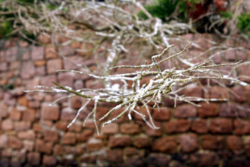 arbre sec