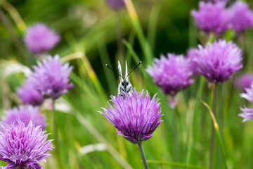 White butterfly on blossoming onions