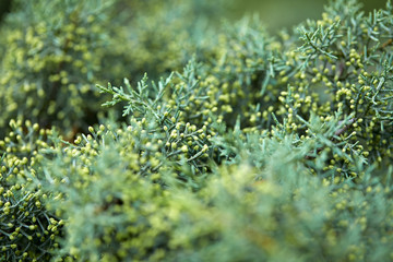 green lush branches of coniferous tree