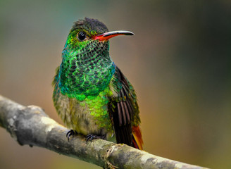 Hummingbird
