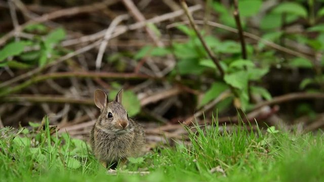 Eastern cottontail rabbit (Sylvilagus floridanus) in the open grassy field in British Columbia, Canada