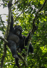chimpancé