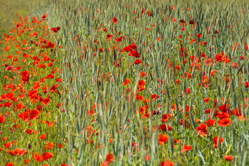 Wildflowers of the Pskov region. Poppies and wheat on the Russian fields.