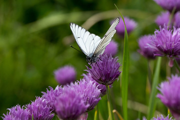 Naklejka premium White butterfly on blossoming onions