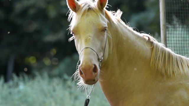 Horse in halter in summer looks at camera