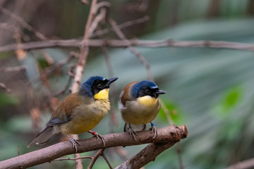 A blue-crowned laughingthrush, Garrulax courtoisi, perched on a tree stump.