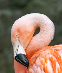 Fototapeta premium In profile portrait of a Chilean flamingo. (Phoenicopterus chilensis)