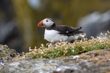 Atlantic Puffin (Fratercula arctica), standing on the cliff at Isle of May