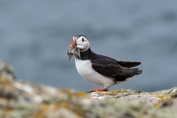 Close up of an Atlantic puffin (Fratercula arctica)  with mouth full of sand eels