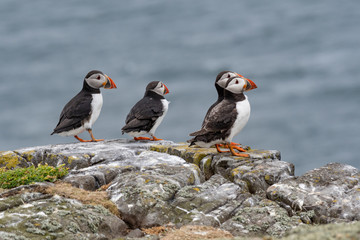 Atlantic Puffins (Fratercula arctica), standing on the cliff at Isle of May
