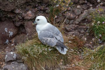 Naklejka premium Fulmar (Fulmarus glacialis) nesting on a cliff edge
