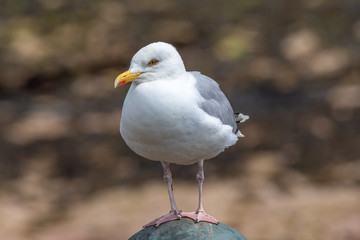Close up view of European herring gull (Larus argentatus).