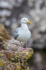 Close up view of European herring gull (Larus argentatus).