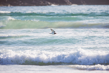 Oystercatcher in flight
