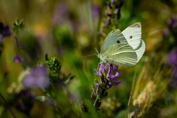 Butterfly on a lavender flower