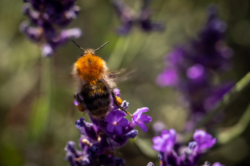 Bee collecting pollen from lavender flower