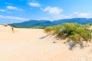 Grass on sand dunes at Paloma beach, Costa de la Luz, Spain