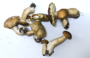 Boletus Mushrooms  