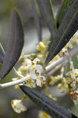 Olivenblüte in Griechenland (Olea europaea) - Olive