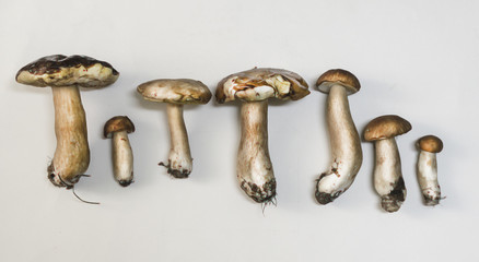 Boletus Mushrooms  