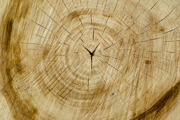 Tree rings © skorovik