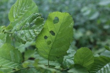 leaf, green, nature, plant, leaves, tree, foliage, natural, close-up, forest,