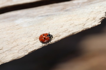 Lady bug with sand