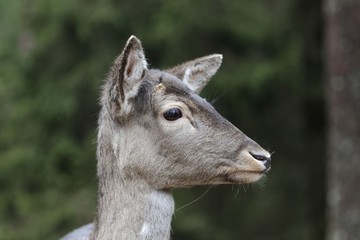 Head of a female fallow deer