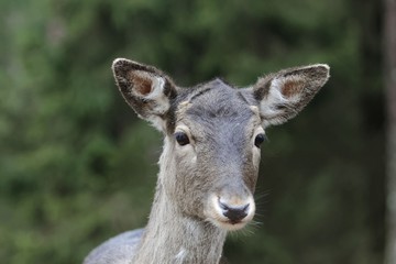 Head of a female fallow deer