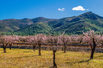 Beautiful blooming almond trees with flowers in Jalon village, Spain.