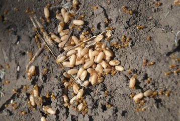 Ants and their larvae