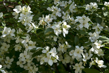 Caucasian chubushnik ordinary